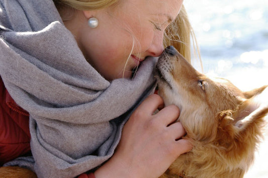 Chien Shiba affection humain