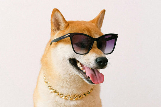 Race de chien Shiba Inu