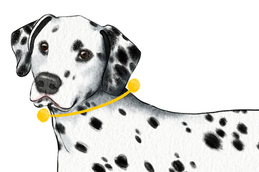 Tour de cou chien Dalmatien