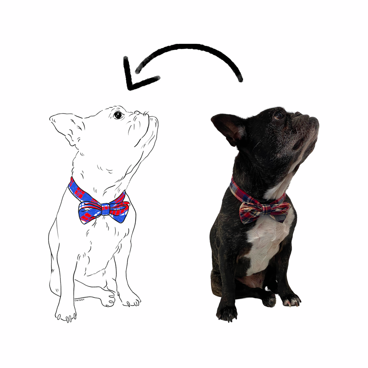 Dessin photo illustration portrait art chien boston terrier digital numérique twiggy