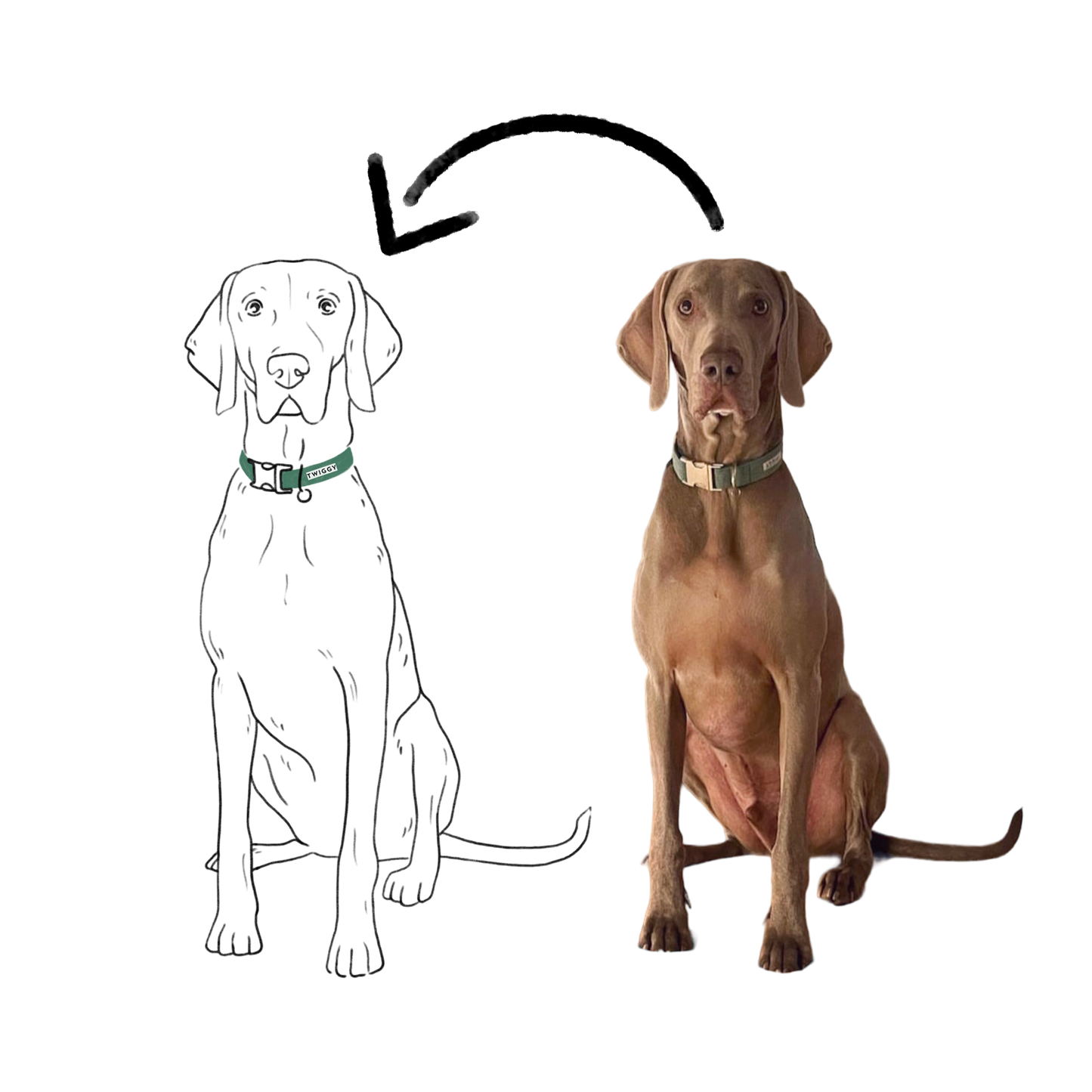 Dessin photo illustration portrait art chien braque de weimar digital numérique twiggy