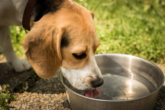 Beagle chien eau