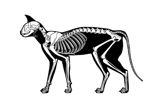Squelette anatomie chat