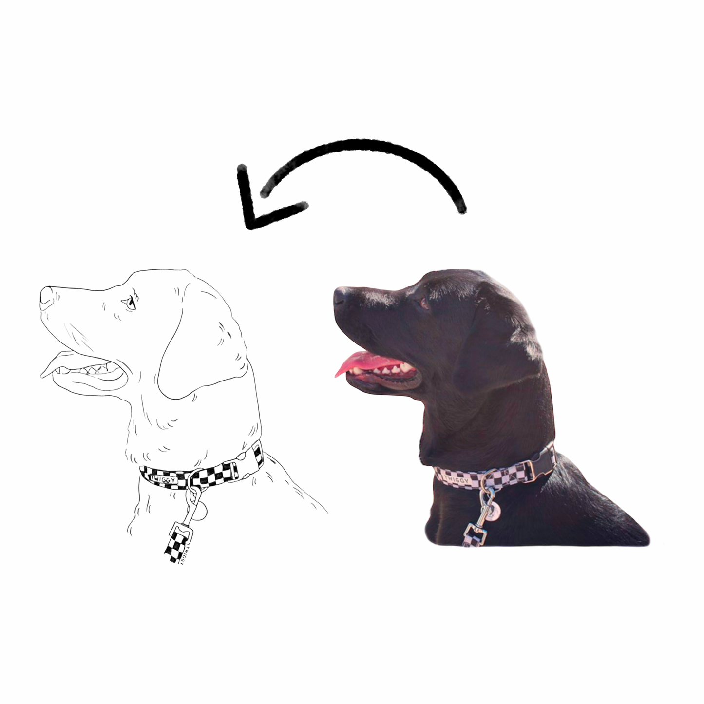 Dessin photo illustration portrait art chien labrador noir digital numérique twiggy