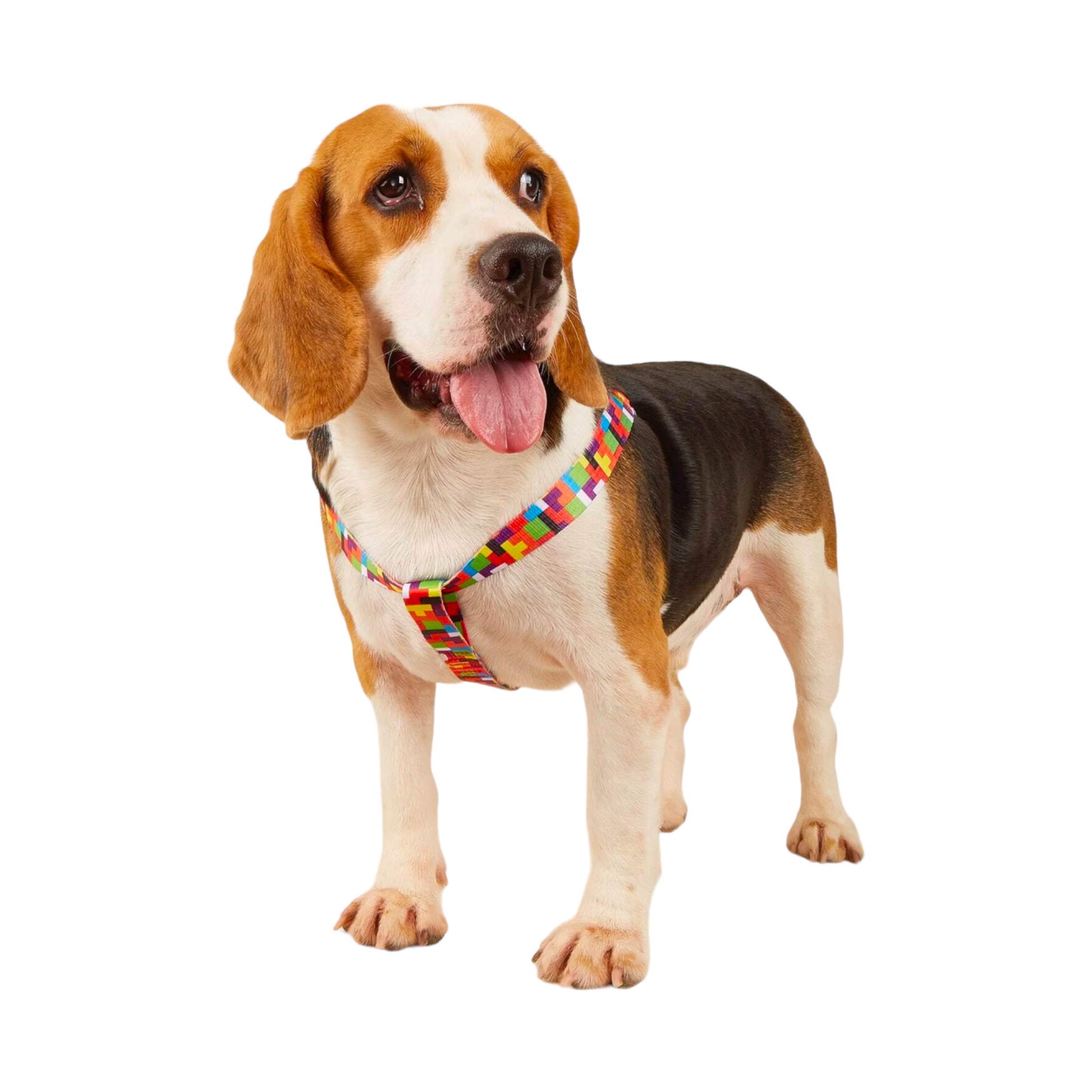 harnais chien boucle plastique géométrique pixel multicolore twiggy